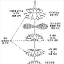 차크라-심장 센터 이미지