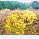 장곡자연휴양림 이미지