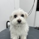 인생멍컷 이미지