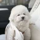 해뜨는댕 이미지