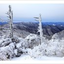 제342차(1/19)전북무주 덕유산 향적봉(1614m)정기산행안내 이미지