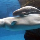 벨루가(Beluga) 이미지