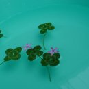 서당골목장 이미지