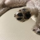 닥터원동물병원 이미지