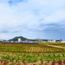 부곡동 돌담해안숲공원 이미지