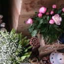 플라워봄 이미지