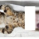 이상동물병원 이미지