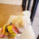 해태동물병원 이미지