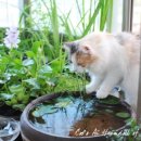 블루드라이어드 이미지