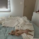 하나건식 | [청주-전지역] 퀸사이즈 침대청소 “침대토피아” 건식케어 후기