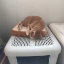 24시배곧스마트동물의료센터 이미지