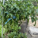 김녕안트레 이미지