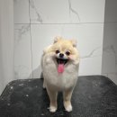 착한애견 이미지