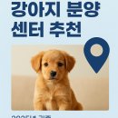댕댕러브펫 | 강원도 강아지 분양 펫샵 추천 BEST 3 (2025년 기준)