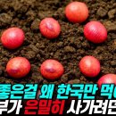 한국 토종씨앗 이미지