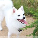 달려라 해피 이미지