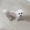 위펫 | 더현대서울 위펫 WE PET 위치,누우띠 강아지 겨울옷,내돈내산(착용샷귀여워쥬금)