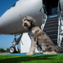 강아지 지니 이미지