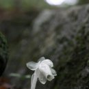 산약초이야기 이미지