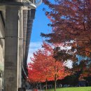 살레시오 작은도서관 마인 | [캐나다 밴쿠버] 뚜벅이 워홀러의 펌킨패치 후기 및 가는 법 - Art&#39;s Nursery Garden, Port Kells...