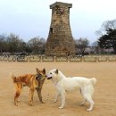 경주시 건천읍 운동장 이미지