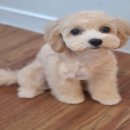 서촌도그살롱 이미지