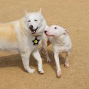 허스키 사랑 이미지