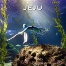 프리아이피오(주) | 제주도 아쿠아플라넷 아쿠아리움 프리다이빙 체험 내돈내산 후기(강습, 자격증, 사진,가격, 시간, 수중...