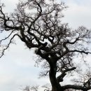 아침초원 목장 이미지