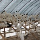 동양평농원 이미지