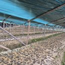 괴산군, 폭염 인삼 피해 조사 완료…재난지원금 지급 예정 이미지