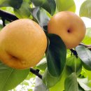 행수농장 이미지