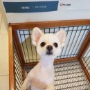 아프지말게 동물병원 이미지