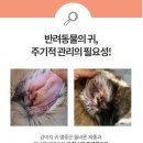 아로멍 이미지