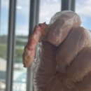 대포 크랩 | 강원 속초 맛집, 돌고 돌아 다시 찾은 킹크랩 맛집 대포항 대포대게회직판장