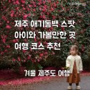 신흥2리 | 겨울 제주도 여행 : 동백꽃 SNS 사진 스냅 찍기 좋은 곳 코스 추천