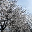 웅희농장 | [충북/보은] 충북 벚꽃 명소 보은 차 없는 벚꽃길,주차정보