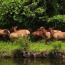 방목농장 이미지