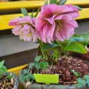 하모리-17 이미지