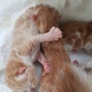 스파리버 캐터리 이미지