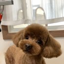 러버몽 이미지