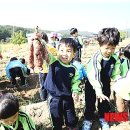 고구마캐기체험