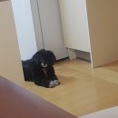 워킹페코 이미지