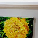 금강유화 이미지