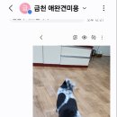 엉클독 애견유치원 이미지