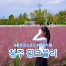 황화목장 | 청주 핑크뮬리 명소 황화코스모스 다래목장 후기