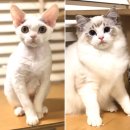 바비돌/픽시윙스캐터리 이미지