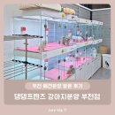 댕댕# | 부천 애견분양 방문 후기 - 댕댕프렌즈 강아지분양 부천점