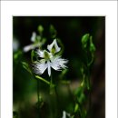 들꽃풍경 이미지