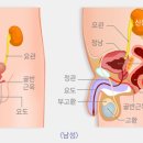 전립선암의 증상 알아보기 이미지